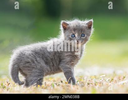 Francia, Maine et Loire, Erdre-en-Anjou, gattino di un mese Foto Stock