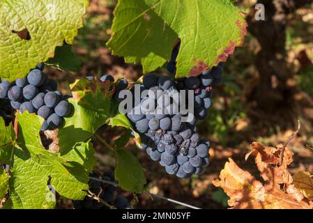 Francia, Cote d'Or, Cote de Nuits, Grands Crus route, i climi della Borgogna dichiarati patrimonio mondiale dall'UNESCO, Gevrey Chambertin, Domaine Pierre Damoy, Clos de Beze Foto Stock