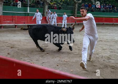 Francia, Gard (30), Aigues-Vives, corsa Camargue, 50 anni della Manade Saumade, il Marapan bull sul raseteur Milano Boukhalta Foto Stock