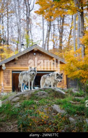 Canada, provincia del Quebec, regione di Outaouais, Montebello, parco zoologico Omega, dormire con lupi, cabine lupi, lupi grigi e lupi bianchi Foto Stock