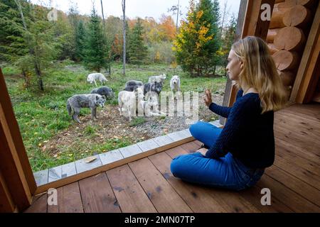 Canada, provincia del Quebec, regione di Outaouais, Montebello, parco zoologico Omega, Dormire con lupi, cabine lupo, lupi grigi e lupi bianchi rilascio modello OK Foto Stock