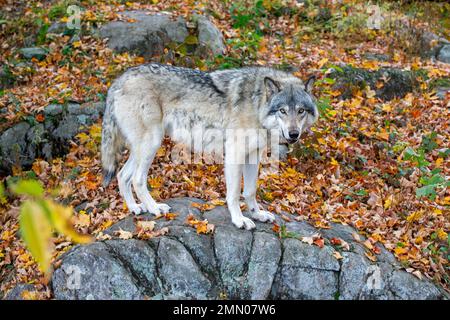 Canada, provincia del Quebec, regione di Outaouais, Montebello, parco zoologico Omega, dormire con lupi, cabine lupi, lupi grigi e lupi bianchi Foto Stock