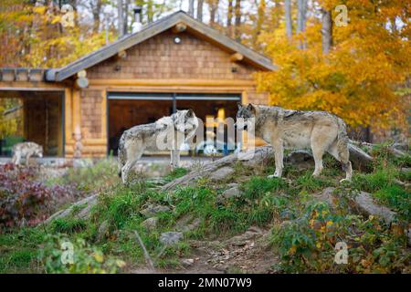 Canada, provincia del Quebec, regione di Outaouais, Montebello, parco zoologico Omega, dormire con lupi, cabine lupi, lupi grigi e lupi bianchi Foto Stock