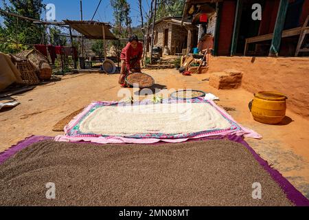 Nepal, Parbat distretto, Bajung, riso e grano saraceno essiccazione Foto Stock