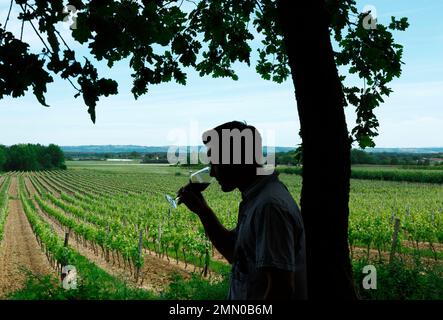 Francia, alta Garonna, Fabas, Château Fayet, viticoltore degustazione di un vino contro la luce di fronte a un paesaggio di viti Foto Stock