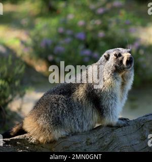 Francia, Pirenei Atlantici, Bearn, ritratto di una marmotta su una roccia in montagna Foto Stock