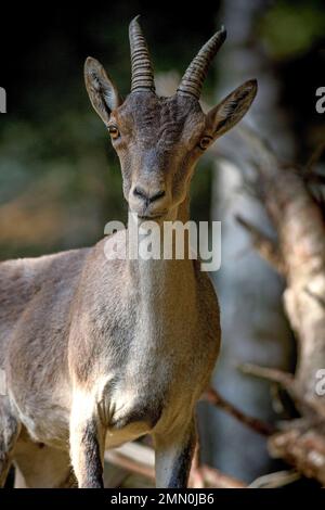 Francia, Pirenei Atlantici, Bearn, ritratto di stambecco dei Pirenei in una foresta Foto Stock