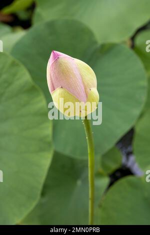 Francia, Alpes-Maritimes, Menton, Domaine des Colombieres, bocciolo di fiori di loto Foto Stock