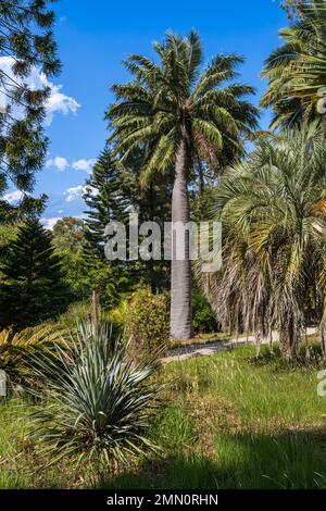 Francia, Alpes-Maritimes, Antibes, il Giardino Botanico di Villa Thuret (allegato a INRAE), etichettato Jardin Remarquable (Giardino eccezionale) e albero notevole, palma di vino cileno o cocopalm cileno (Jubaea chilensis) Foto Stock