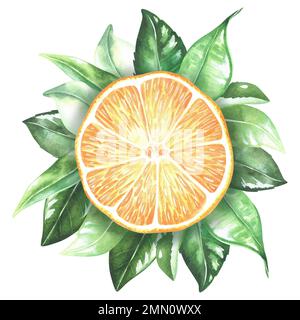 Composizione rotonda con limone e foglie. Fetta di arancia, mandarino. Illustrazione acquerello. Isolato su sfondo bianco. Per stampe di natura progettuale Foto Stock
