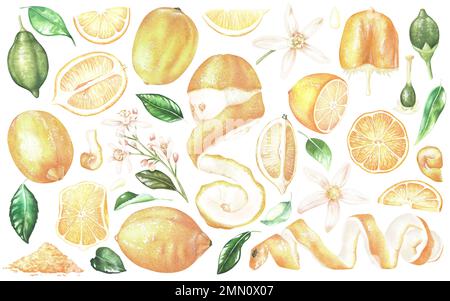 Grande insieme di elementi con limoni gialli, fiori bianchi e foglie. Fasi di crescita di agrumi, scorza grattugiata, fette, limone spremuto, scorza. Acquerello ill Foto Stock