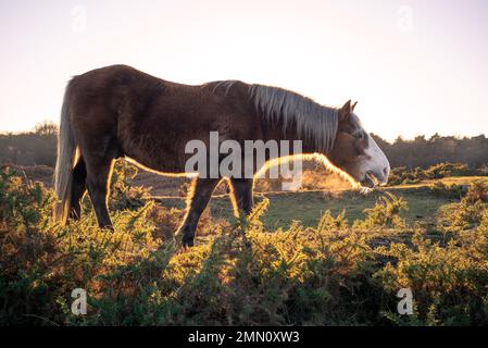 Il pony della nuova foresta mangia dal cespuglio del gorse sulla brughiera del New Forest Hampshire Inghilterra. Foto Stock