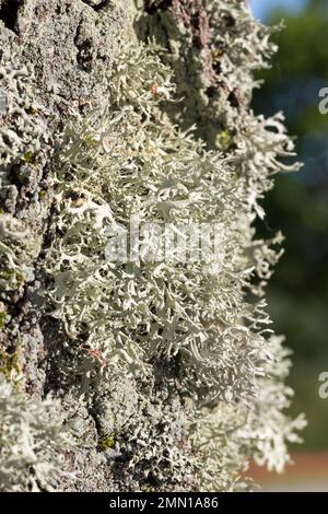 Eichenmoos, Eichenmoosflechte, Eichen-Moos, Eichenmoos-Flechte, Pflaumenflechte, Pflaumen-Astflechte, Am Stamm einer Birke, Evernia prunastri, Oakmuss Foto Stock