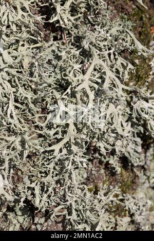 Eichenmoos, Eichenmoosflechte, Eichen-Moos, Eichenmoos-Flechte, Pflaumenflechte, Pflaumen-Astflechte, Am Stamm einer Birke, Evernia prunastri, Oakmuss Foto Stock