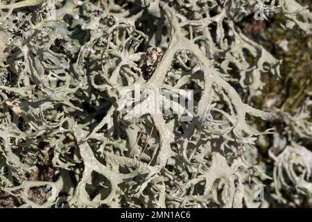 Eichenmoos, Eichenmoosflechte, Eichen-Moos, Eichenmoos-Flechte, Pflaumenflechte, Pflaumen-Astflechte, Am Stamm einer Birke, Evernia prunastri, Oakmuss Foto Stock