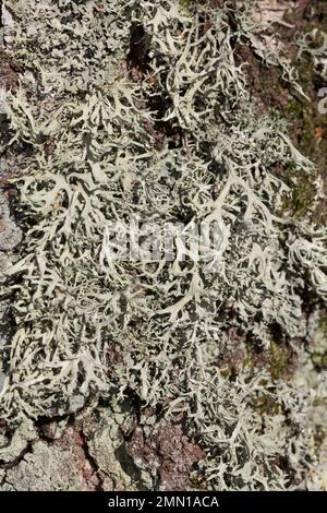 Eichenmoos, Eichenmoosflechte, Eichen-Moos, Eichenmoos-Flechte, Pflaumenflechte, Pflaumen-Astflechte, Am Stamm einer Birke, Evernia prunastri, Oakmuss Foto Stock