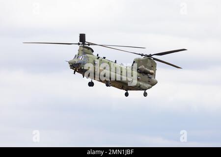 L'elicottero pesante Boeing CH47D Chinook della squadra espositore RAF Chinook di RAF Odiham fa un passo basso. Foto Stock