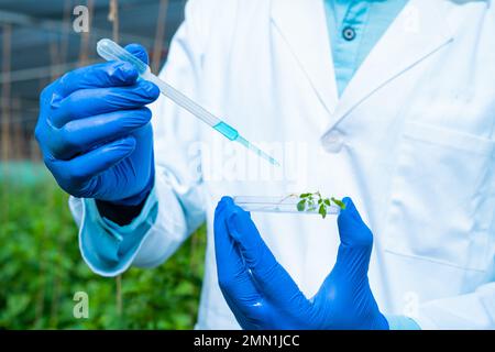 Primo piano di mano di agro scienziato aggiungere sostanze chimiche in piccolo campione di pianta a serra per esperimento - concetto di agricoltura moderna, biotecnologia Foto Stock