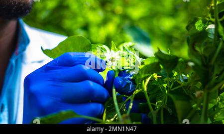 Primo piano scatto di mani con guanti impollinazione manuale per capsicum fiori vegetali per la riproduzione - concetto di impollinazione meccanica Foto Stock