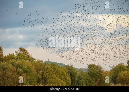 Murmurazione degli Starlings al RSPB Ham Wall Nature Reserve Somerset con Glastonbury Tor in lontananza Foto Stock