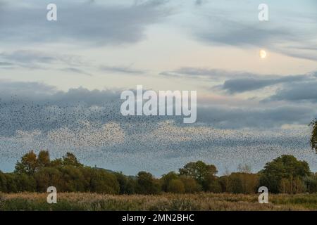Murmurazione degli Starlings al RSPB Ham Wall Nature Reserve Somerset con Glastonbury Tor in lontananza Foto Stock