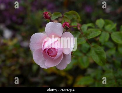 Primo piano di una bella rosa rosa vivace con foglie e germogli trovati nel giardino delle rose Austria. Foto Stock