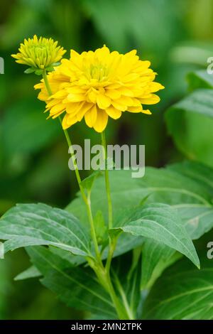 Rudbeckia Goldquelle, Golquelle del coneflower, perenne, giallo limone, fiori completamente doppi Foto Stock