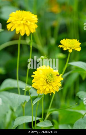 Rudbeckia Goldquelle, Golquelle del coneflower, perenne, giallo limone, fiori completamente doppi Foto Stock