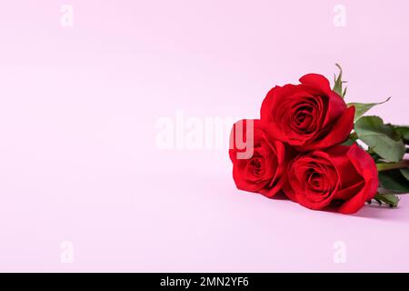Tre rose rosse su sfondo viola. Biglietto di auguri per San Valentino con un posto per il testo Foto Stock