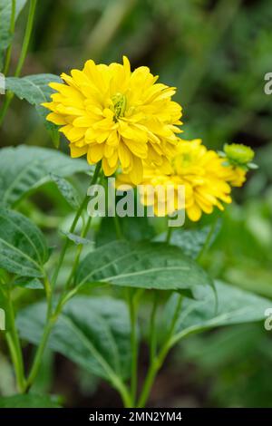 Rudbeckia Goldquelle, Golquelle del coneflower, perenne, giallo limone, fiori completamente doppi Foto Stock