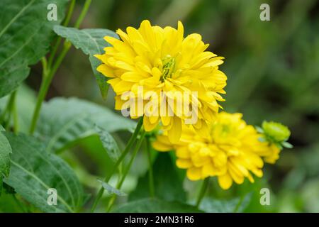 Rudbeckia Goldquelle, Golquelle del coneflower, perenne, giallo limone, fiori completamente doppi Foto Stock