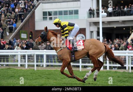 Gara tre. La Glenfarclas Cross Country Chase. Leggende Ryde guidato da Gavin Sheehan sulla strada per la partenza. Corse di cavalli al Cheltenham Racecou Foto Stock