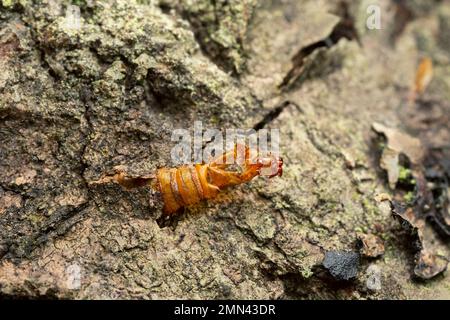 Schiarimento del calabrone vuoto, Sesia apiformis pupa che si stacca dal legno di aspen dopo che la falena è emersa Foto Stock