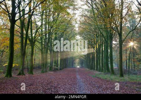 Travi di luce solare mattutina si rompono attraverso i faggi di Grosy Wood, nel Wiltshire. Foto Stock
