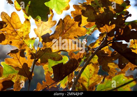 Foglie di quercia soleggiato in un bosco del Wiltshire. Foto Stock