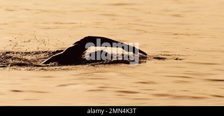 Silhouette uomo triathlon ferro atleta uomo nuotatori Foto Stock