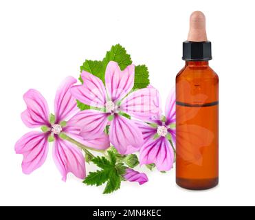 Fiori di mallow con bottiglia di essenza isolata su bianco Foto Stock