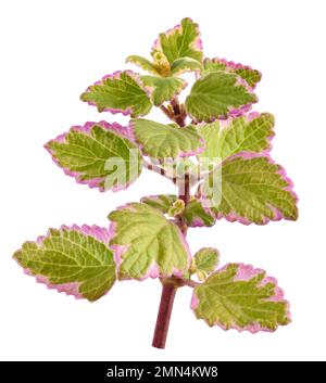 Swedish Ivy Sprig isolato su sfondo bianco Foto Stock