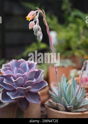 Primo piano del fiore di pesca/arancio di un felpato pachyphytum hookeri appena in fiore in una serra britannica con altre piante succulente Foto Stock