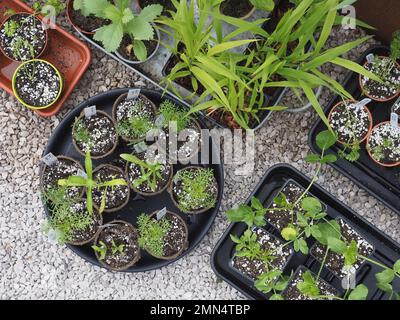 Annui semi duri pricked fuori in pentole piccole ed essendo induriti fuori pronto per essere piantato in un giardino di taglio. Ripresa dall'alto. Foto Stock