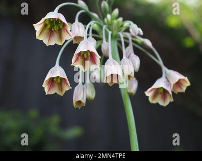 Primo piano del siculo Nectaroscordum / siculo Allium (aglio miele siciliano) testa di fiore umbellifer dal basso, preso in primavera in un giardino inglese Foto Stock