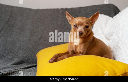 Ritratto del cane Toy Terrier di sei anni sdraiato sul cuscino giallo sul divano. Foto Stock