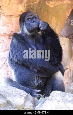 Pensoso gorilla Foto Stock