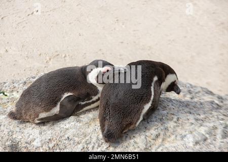 Due pinguini africani sulla spiaggia di Simon's Town, Sudafrica Foto Stock