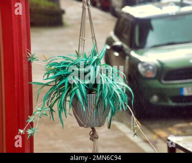 pianta ragno in vaso appesa al negozio in strada Foto Stock