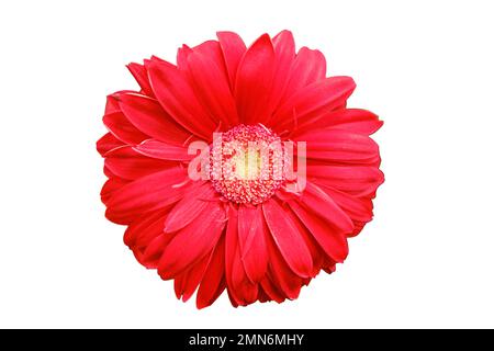 Fiore gerbera rosso, spazio di copia per il testo. La gerbera è un genere di piante della famiglia delle Asteraceae daisy, isolate su sfondo bianco Foto Stock