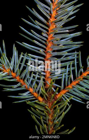 Colorado / Blue Spruce (Picea pungens) aghi dettaglio primo piano Foto Stock