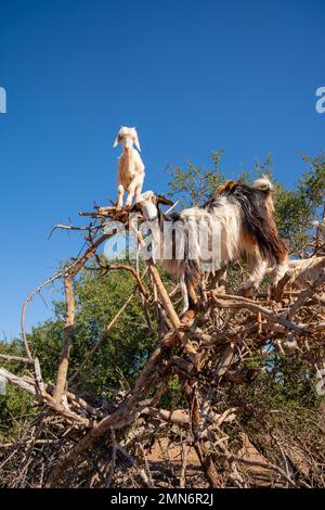 Capre che si arrampicano su un albero d'Argan in Marocco, Africa Foto Stock