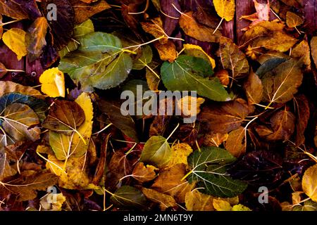 Vista dall'alto delle foglie autunnali. Natura gialla e arancione concetto di vita. Benvenuto stagione autunnale di ottobre. Sfondo della foglia. Foto Stock