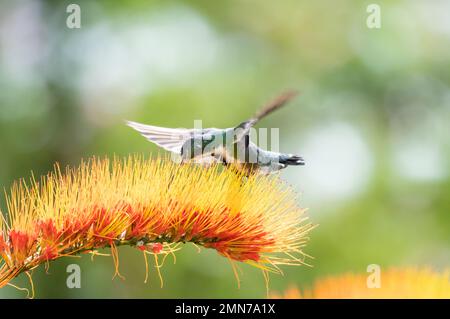 Colibrì di mango con gola nera, nigricollis di Anthracotorax, sorseggiando nettare da un fiore di vite di Scimmia Brush arancione brillante. Foto Stock